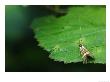 Longhorn Moth On Bramble Leaf, Middlesex, Uk by Elliott Neep Limited Edition Print