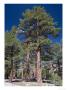 Pinus Jeffreyi At 8000 Ft, Usa by Bob Gibbons Limited Edition Print