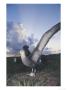 Waved Albatross, Incubating Single Egg, Espanola Island, Galapagos by Mark Jones Limited Edition Print