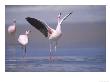 Jamess Flamingo, Courtship Display, Laguna Colorada, Bolivia by Mark Jones Limited Edition Print