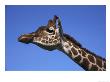 Reticulated Giraffe, Close-Up Portrait by Mark Hamblin Limited Edition Pricing Art Print