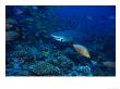 Lemon Shark, Eating Fish, Polynesia by Gerard Soury Limited Edition Print