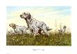 Setter by Sandro Nardini Limited Edition Print
