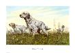 Setter by Sandro Nardini Limited Edition Pricing Art Print