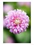 Aster Comet Formula Mix, Callistephus Chinensis by Geoff Kidd Limited Edition Print
