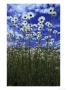 Oxeye Daisy, Low Angle View, Uk by Mark Hamblin Limited Edition Pricing Art Print