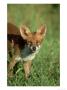 Red Fox, Vulpes Vulpes 4 Month Old Cub Uk by Mark Hamblin Limited Edition Print