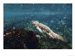 Marine Iguana, Swimming Using Flattened Tail, Espanola Island, Galapagos by Mark Jones Limited Edition Print