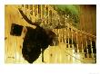 Moose Mount In Hotel Lobby, West Yellowstone, Wyoming by Mark Hamblin Limited Edition Print