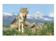 Grey Wolf, Wolf With Pup, Usa by Alan And Sandy Carey Limited Edition Print