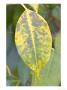 High Temperature Damage To Leaf by Kidd Geoff Limited Edition Print