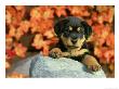 Rottweiler, Puppy Playing In Autumn by Alan And Sandy Carey Limited Edition Print