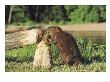 Beaver, Feeding On Tree He Just Cut Down, Usa by Alan And Sandy Carey Limited Edition Print