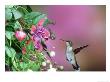 Ruby-Throated Hummingbird, Female, Usa by Daybreak Imagery Limited Edition Print