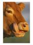 Close-Up Of Cow Licking Face With Tongue, Scotland by Mark Hamblin Limited Edition Pricing Art Print