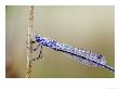 Emerald Damselfly, Close-Up Of Dew-Covered Male Resting On Reed, Scotland by Mark Hamblin Limited Edition Print