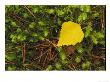 Silver Birch Leaf Close Up On The Forest Floor, Uk by Mark Hamblin Limited Edition Print