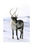 Reindeerrangifer Taranduswinter, Standing In Snowscotland by Mark Hamblin Limited Edition Pricing Art Print