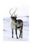 Reindeerrangifer Taranduswinter, Standing In Snowscotland by Mark Hamblin Limited Edition Print