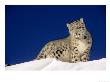 Snow Leopard 5-Month-Old Cub by Daniel Cox Limited Edition Print