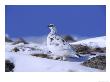 Ptarmigan, Male In Winter Plumage On Snow, Uk by Mark Hamblin Limited Edition Print