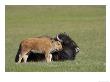 Bison, Young Calf Nestling Up To Mother, Usa by Mark Hamblin Limited Edition Print