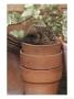 Hedgehog, Youngster Sat In Clay Flower Pot, Uk by Mark Hamblin Limited Edition Print