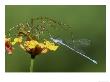 Green Lynx Spider, And Damselfly, Florida by Brian Kenney Limited Edition Print