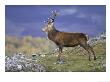 Red Deer, Stag On Hillside In Autumn, Scotland by Mark Hamblin Limited Edition Print