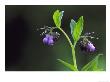 Common Comfrey, Close-Up Of Flowers, Backlit, Uk by Mark Hamblin Limited Edition Print