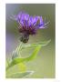 Cornflower, Close Up Of Flower Head, Scotland by Mark Hamblin Limited Edition Print