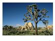 Joshua Tree & Monzogranite Rocks, Mojave Desert, Usa by Mark Hamblin Limited Edition Pricing Art Print