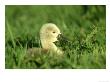 Mute Swan, Cygnus Olor, Uk by Mark Hamblin Limited Edition Print