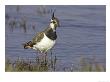 Lapwing, Adult In Breeding Plumage, Scotland by Mark Hamblin Limited Edition Print