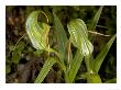 Pterostylis Patens, Tongariro, New Zealand by Bob Gibbons Limited Edition Print