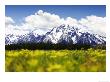 Snow-Capped Mount Moran & Teton Range With Yellow Flowers, Wyoming, Usa by Mark Hamblin Limited Edition Pricing Art Print