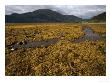 Wig-Wrack, Uncommon Form Of Egg-Wrack, Loch Duich, North West Scotland by Bob Gibbons Limited Edition Pricing Art Print