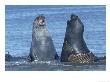 Southern Elephant Seal, Males Fighting, Falklands by Kenneth Day Limited Edition Print
