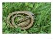 Slow Worm, Anguis Fragilis Coiled In Grass Uk by Mark Hamblin Limited Edition Pricing Art Print