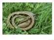 Slow Worm, Anguis Fragilis Coiled In Grass Uk by Mark Hamblin Limited Edition Print