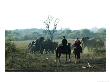 Guest On Horse Safari At Mashatu Game Reserve, Botswana by Roger De La Harpe Limited Edition Print