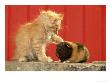 Orange Kitten Playing With Guinea Pig by Alan And Sandy Carey Limited Edition Print
