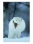 Arctic Fox, Alopex Lagopus Adult Yawning, In Winter Coat, Norway by Mark Hamblin Limited Edition Print