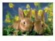 Mini-Rex Rabbits, Young by Alan And Sandy Carey Limited Edition Print