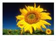 Sunflower, Senekal, South Africa by Roger De La Harpe Limited Edition Print