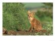 Red Fox, Vulpes Vulpes, Uk by Mark Hamblin Limited Edition Print