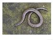 Slow Worm, Coiled, Basking On Rock, Uk by Mark Hamblin Limited Edition Print