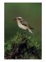 Whinchat by Mark Hamblin Limited Edition Print