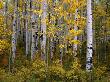 Aspen Trees Near Mcclure Pass In Gunnison National Forest, Gunnison, Colorado, Usa by Greg Gawlowski Limited Edition Print