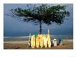 Surfboards Lean Against Lone Tree On Beach In Kuta, Bali, Indonesia by Paul Souders Limited Edition Print